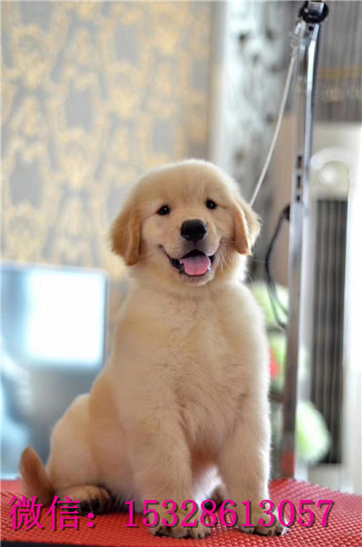 福州哪里有卖金毛犬 纯种大头金毛犬多少钱 赛级枫叶系金毛犬幼犬图片