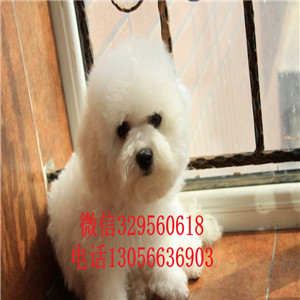 沈阳出售纯种金毛犬枫叶红金毛幼犬多少钱一只金毛宝宝 毛量足 大骨架金毛犬图片