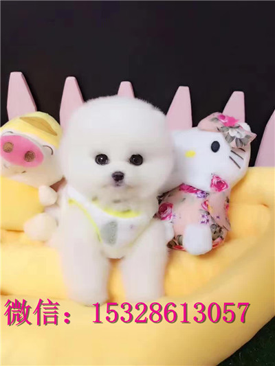 襄樊哪里有金毛出售纯种金毛犬多少钱美系金毛