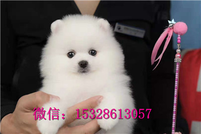 长治哪里能买到健康金毛犬赛级金毛犬多少钱枫