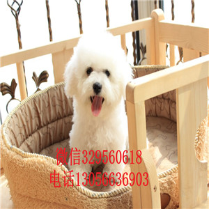 信阳哪里有卖纯种金毛卖枫叶红金毛幼犬多少钱一只里有卖金毛 金毛多少钱一只金毛犬价格