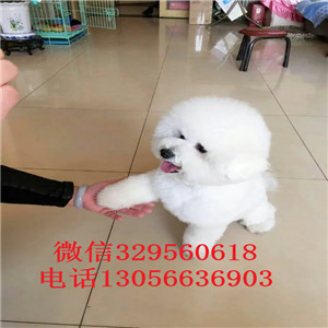 兴安盟哪里有金毛出售纯种金毛多少钱一只金毛