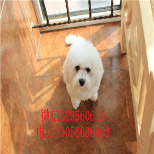 沈阳出售纯种金毛犬枫叶红金毛幼犬多少钱一只金毛宝宝 毛量足 大骨架金毛犬图片