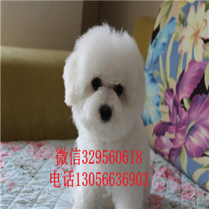 济源哪里能买到金毛犬哪里有金毛卖多少钱赛级