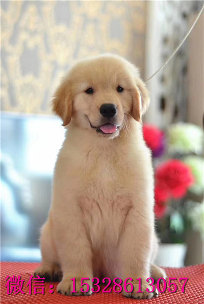 福州哪里有卖金毛犬 纯种大头金毛犬多少钱 赛