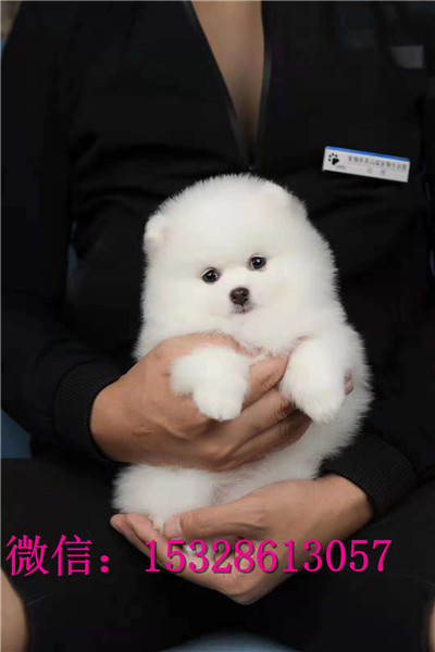 扬州哪里能买到纯种金毛犬大头金毛犬价格金毛犬幼犬图片金毛犬舍