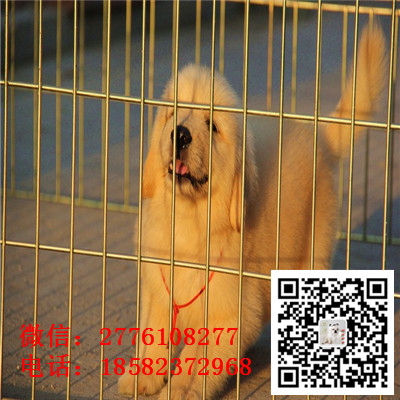 沈阳哪里有纯种金毛幼犬出售 金毛寻回犬哪里的好 金毛幼犬哪里健康 金毛多少钱