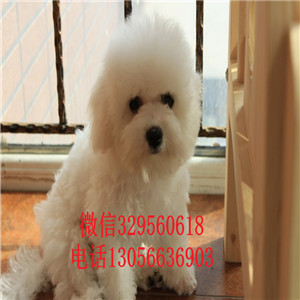 沈阳出售纯种金毛犬枫叶红金毛幼犬多少钱一只金毛宝宝 毛量足 大骨架金毛犬图片