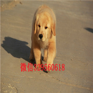  河南焦作金毛多少钱 河南焦作赛级双血统金毛  金毛图片  