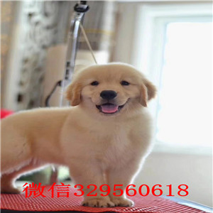   中卫哪里有金毛卖 中卫金毛多少钱一只 中卫哪里的金毛好