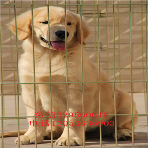  漯河哪里能买到纯种金毛犬双血统金毛犬金毛