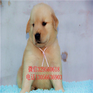  延安哪里出售金毛幼犬 包纯种健康金毛犬幼犬
