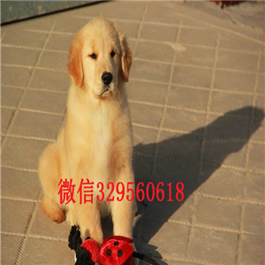  河南焦作金毛多少钱 河南焦作赛级双血统金毛  金毛图片  