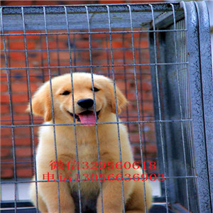 扬州哪里能买到纯种金毛犬双血统金毛犬金毛犬