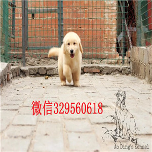  汕头出售大头版枫叶血统纯正金毛宝宝，金黄色纯种金毛幼犬，上门看狗包健康