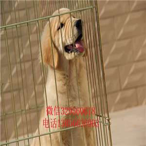  松原哪里出售金毛幼犬 包纯种健康金毛多少钱一只3个月金毛多少钱一只金毛好养吗 金毛掉毛吗