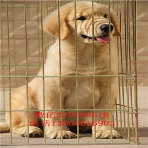  松原哪里出售金毛幼犬 包纯种健康金毛多少钱一只3个月金毛多少钱一只金毛好养吗 金毛掉毛吗