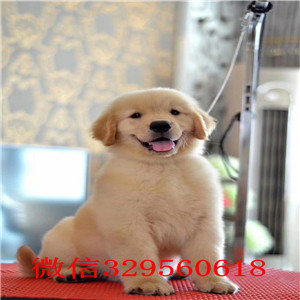 温州哪里卖金毛犬  温州金毛犬多少钱一只  金毛价格 金毛价格