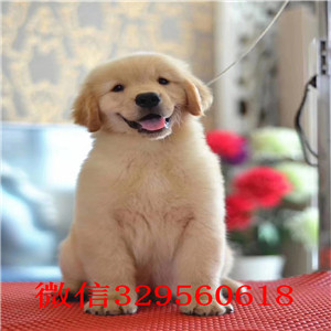  荆州哪里出售金毛幼犬 包纯种健康双血统金毛犬金毛犬舍双血统金毛多少钱