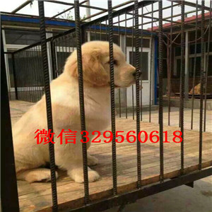 昌吉哪里有卖金毛犬的大头金毛犬出售健康纯种金毛高品质双血统大金毛