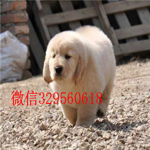 莱芜哪里有卖金毛犬的带证书的金毛美系英系大