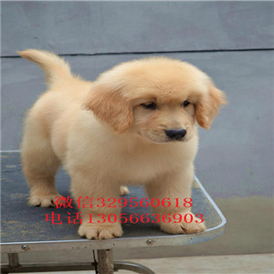 平顶山哪里能买到金毛犬纯种健康金毛幼犬出