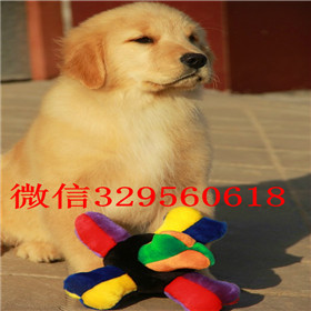  厦门哪里有卖金毛品质好纯种健康金毛幼犬纯