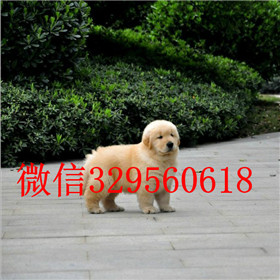  泰安哪里出售金毛犬纯种健康金毛幼犬纯种健