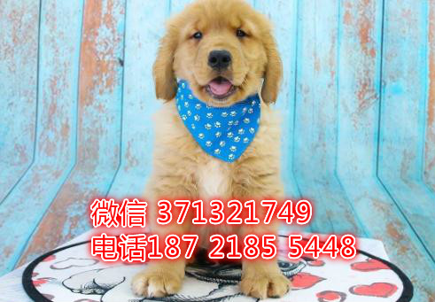 武汉金毛犬出售纯种幼犬，黄金猎犬 金毛巡回犬 