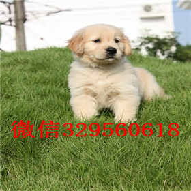  许昌哪里出售金毛犬黄色金毛幼犬出售精品纯种金毛幼犬赛级金毛幼犬带证书