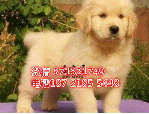 厦门金毛犬出售纯种幼犬，厦门犬舍，厦门哪里有卖
