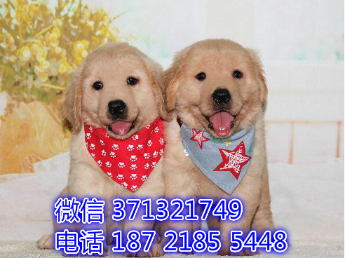 重庆本地出售金毛犬狗狗，大型犬金毛狗狗，重庆犬舍在哪里