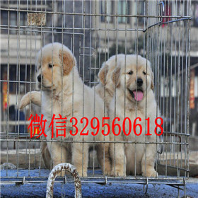  平顶山哪里出售金毛犬黄色金毛幼犬出售金毛