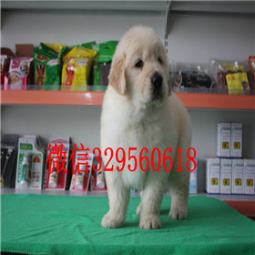  包头哪里出售金毛犬出售美系美系金毛纯种健