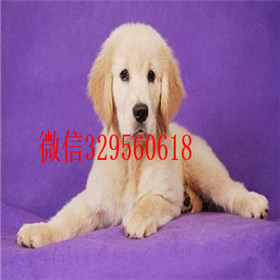  福州哪里有卖金毛品质好纯种健康金毛幼犬纯种健康金毛犬幼犬金毛犬价格