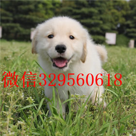  攀枝花哪里有卖金毛品质好黄色金毛幼犬出售纯种健康金毛犬幼犬赛级金毛幼犬带证书