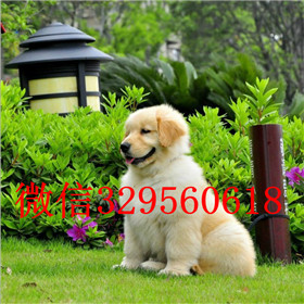  东营哪里能买到金毛犬出售美系美系金毛出售