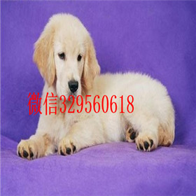  福州哪里有卖金毛品质好纯种健康金毛幼犬纯种健康金毛犬幼犬金毛犬价格