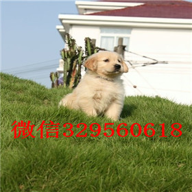  许昌哪里出售金毛犬黄色金毛幼犬出售精品纯种金毛幼犬赛级金毛幼犬带证书