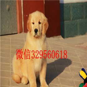  莱芜哪里出售金毛犬纯种健康金毛幼犬金毛多
