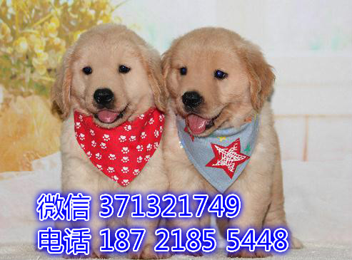 成都金毛犬出售纯种，金毛犬狗狗，成都犬舍 成都