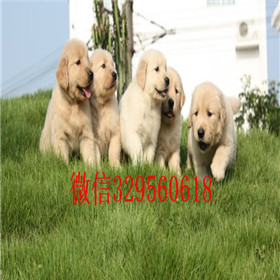  许昌哪里出售金毛犬黄色金毛幼犬出售精品纯种金毛幼犬赛级金毛幼犬带证书