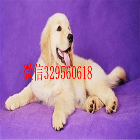  福州哪里有卖金毛品质好纯种健康金毛幼犬纯种健康金毛犬幼犬金毛犬价格