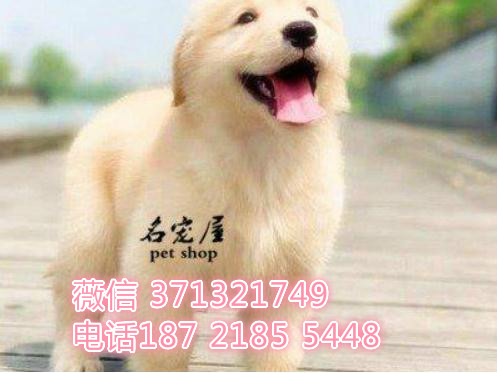 合肥金毛犬出售纯种幼犬，黄金猎犬 金毛巡回犬 