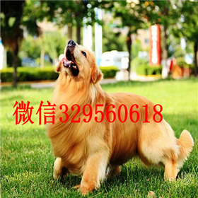  深圳哪里有卖金毛品质好纯种健康金毛幼犬出