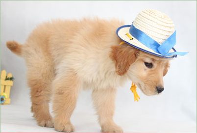  承德哪里出售金毛犬纯种健康金毛幼犬出售金