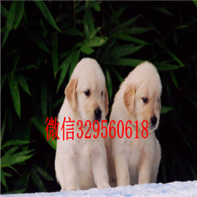  温州哪里出售金毛犬出售美系美系金毛出售金