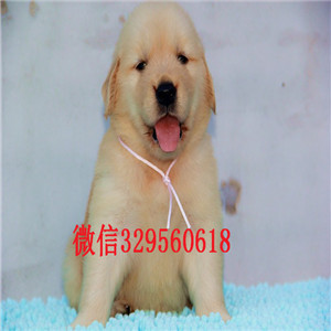  衡阳哪里有卖金毛犬的金毛犬价格双血统金毛健康保障带证书的金毛犬