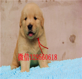  东营哪里有卖金毛犬的金毛犬价格忠诚金毛幼
