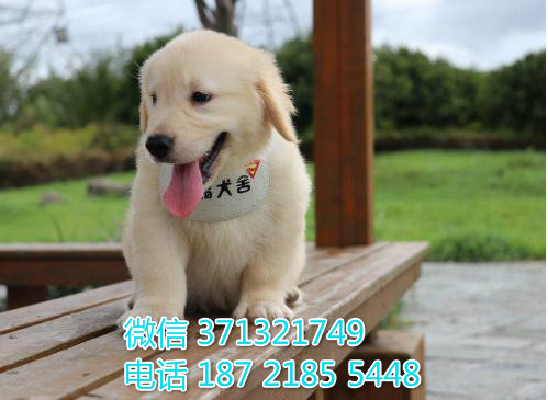 南宁金毛犬出售 出售纯种一窝 大型犬金毛宠物